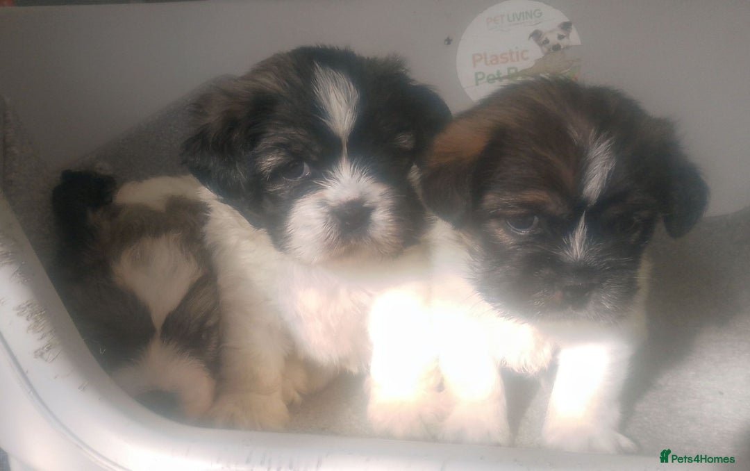 Mixed Breed dogs for sale: Lovely little shitzu cross puppies  - Image 7