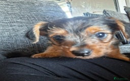 Mixed Breed dogs for sale: One healthy Dorkie ready to go  - Image 9