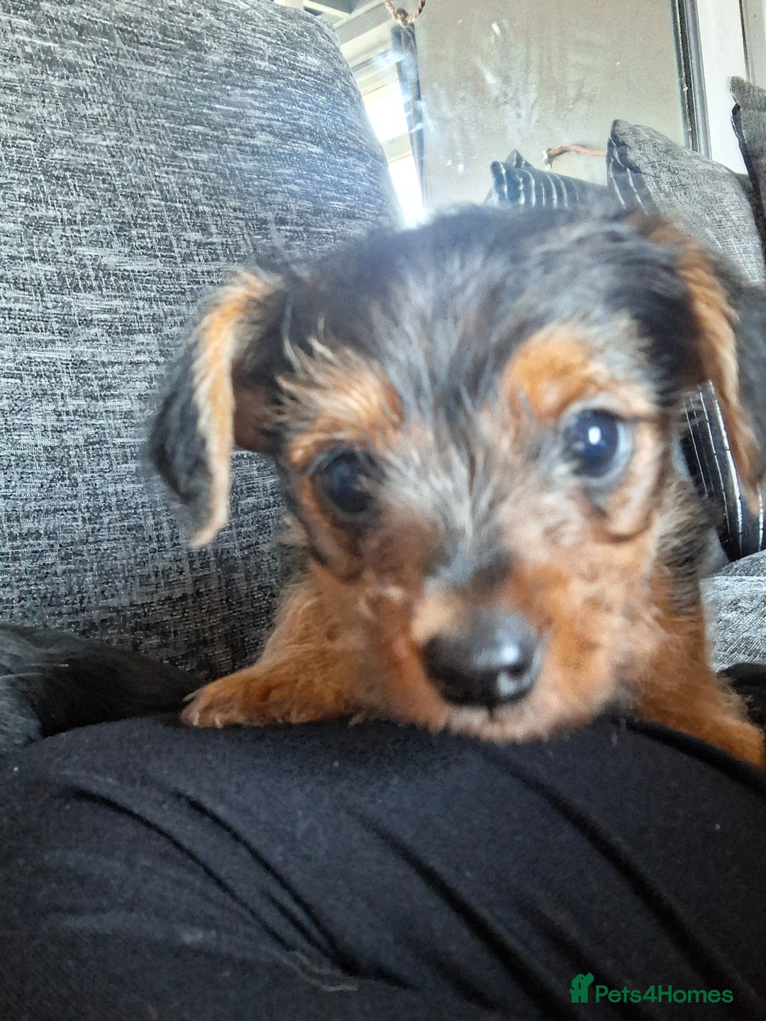 Mixed Breed dogs for sale: One healthy Dorkie ready to go  - Image 9