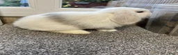 Mini Lop rabbits for sale:  Mini Lop Babies Ready to leave :) - Advert 5