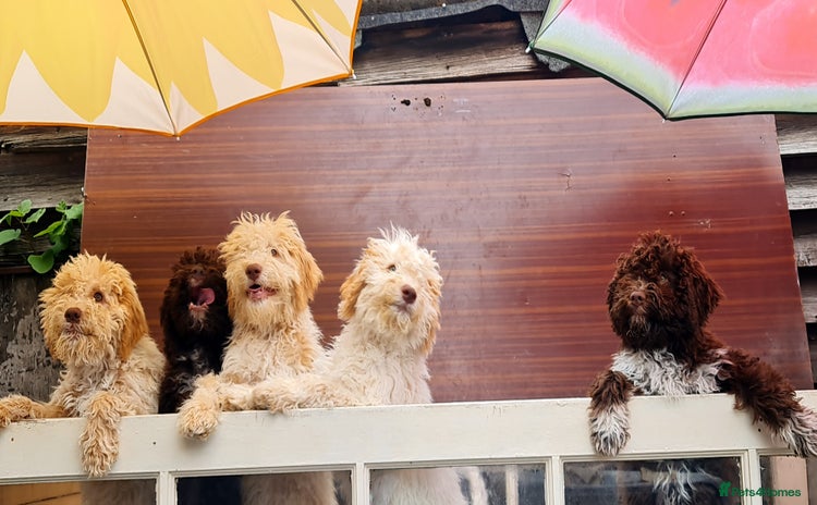 Lagotto Romagnolo dogs in London - Advert 1