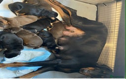 Dobermann dogs for sale: Kc Reg.European Blood lines Doberman Puppies - Image 28