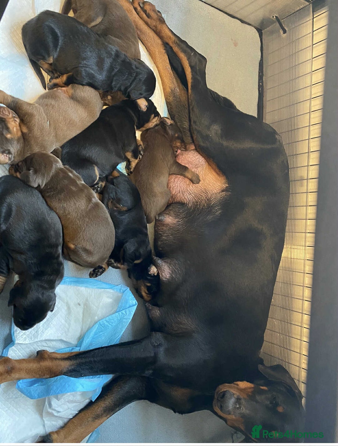Dobermann dogs for sale: Kc Reg.European Blood lines Doberman Puppies - Image 28