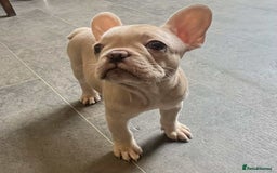 French Bulldog dogs for sale: Beautiful non kc female  - Image 22
