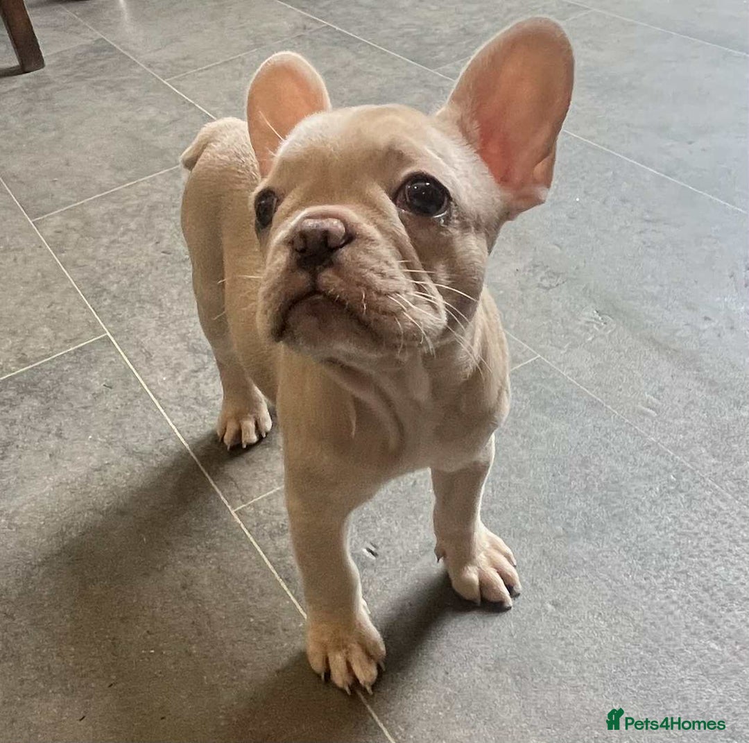 French Bulldog dogs for sale: Beautiful non kc female  - Image 22