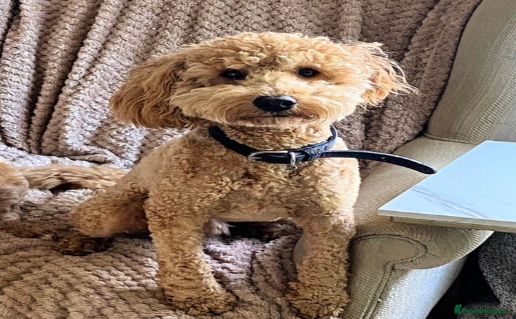 Cockapoo dogs - Advert 10