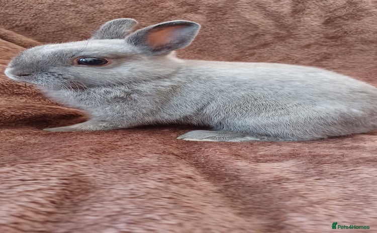Netherland Dwarf rabbits - Advert 1
