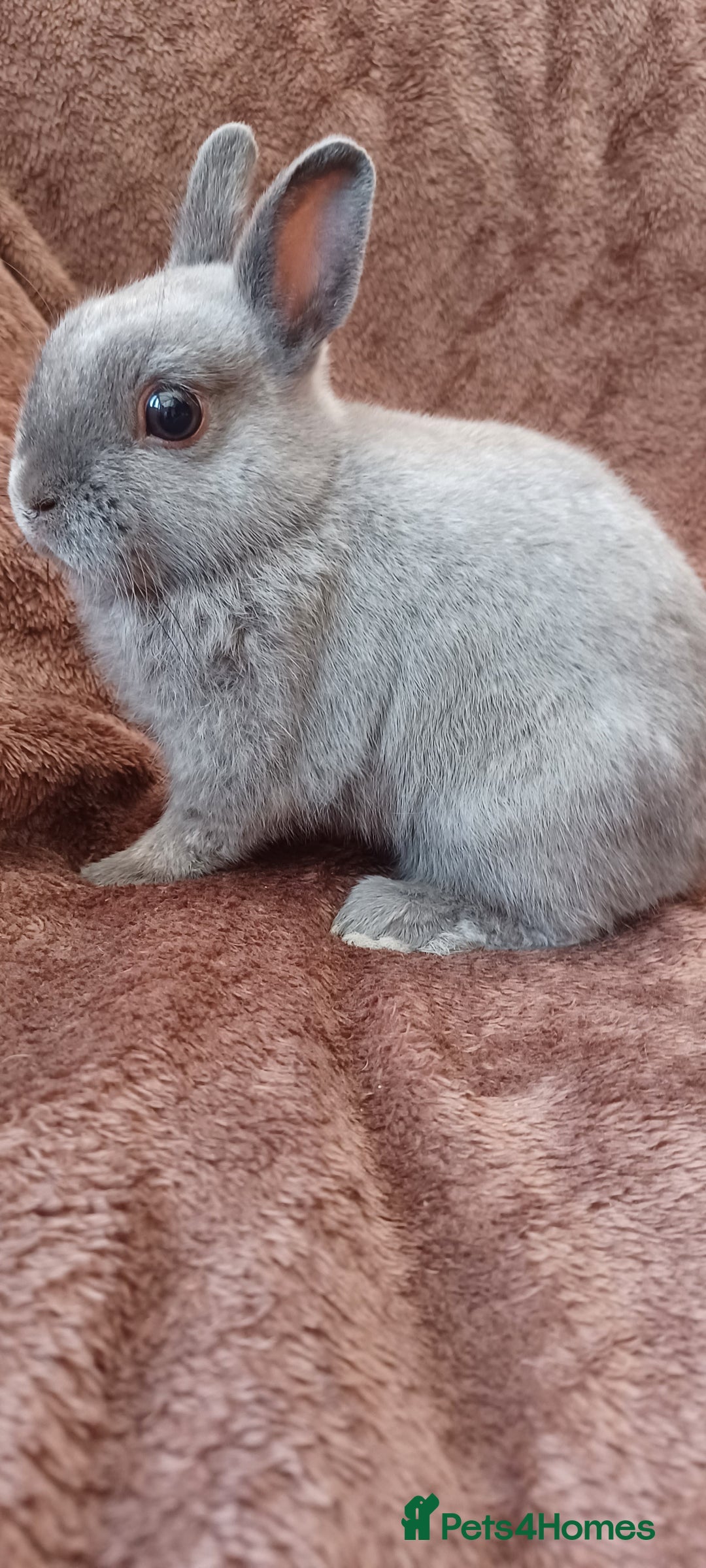 Netherland Dwarf rabbits for sale: Netherland dwarf  - Image 1