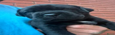 Mixed Breed 4