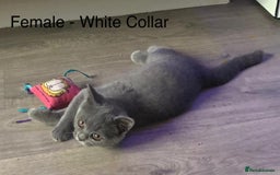 British Shorthair cats for sale: READY NOW. 3 Gorgeous Playful Affectionate BSH - Image 6