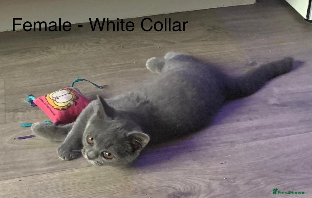British Shorthair cats for sale: READY NOW. 3 Gorgeous Playful Affectionate BSH - Image 6