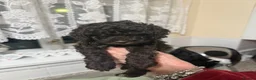 Cockapoo dogs for sale: Cockapoo Pups for Sale - Advert 10