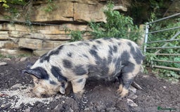 Pig livestock for sale: Kune Kune male - Image 2