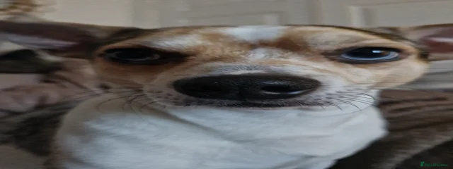 Louie