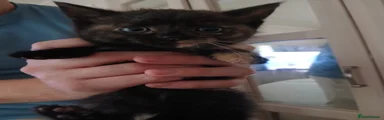 Tortoiseshell girl 1