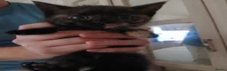 Mixed Breed cats for sale: 5 Beautiful Kittens Looking for Forever Homes - Advert 13