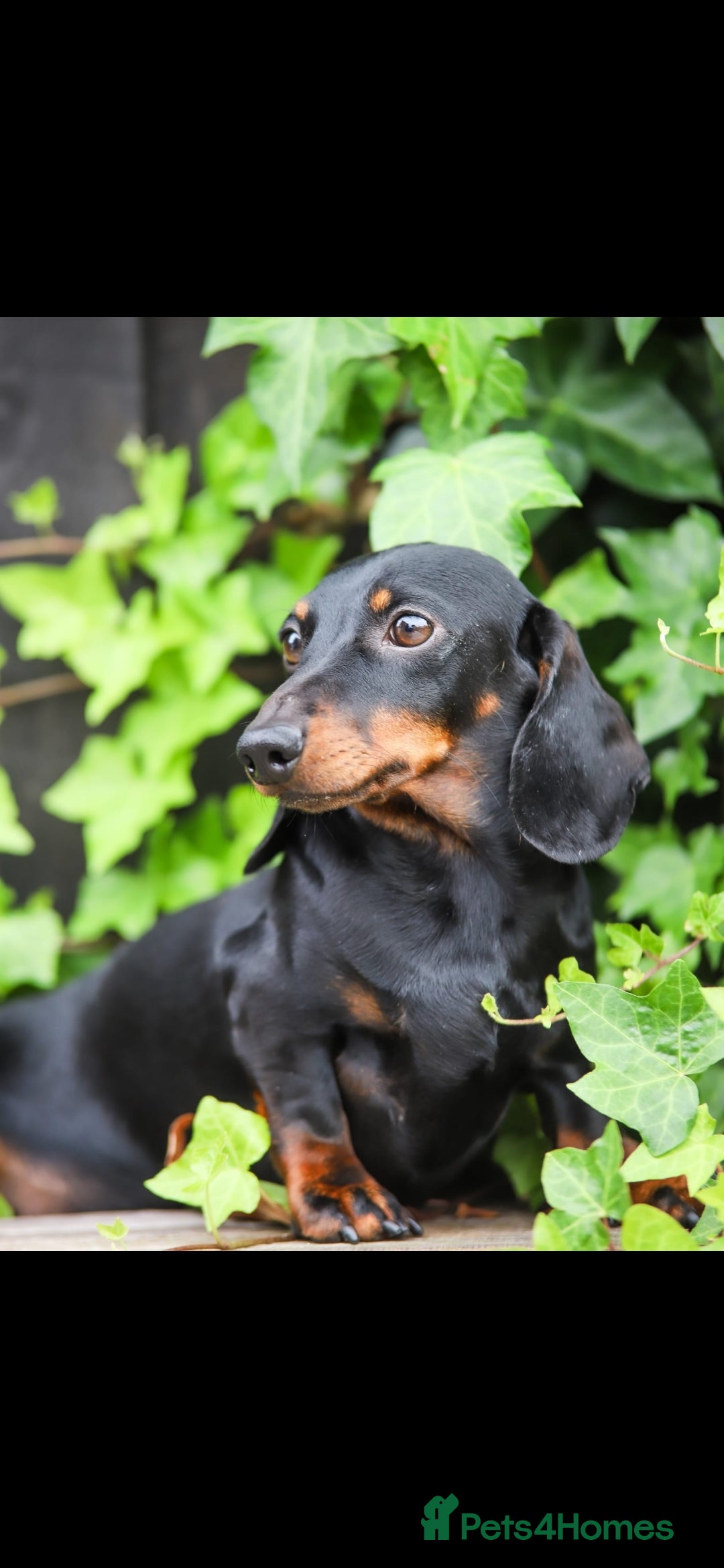 Miniature Dachshund dogs for sale: Kc reg PRA clear miniature dachshund puppies  - Image 22