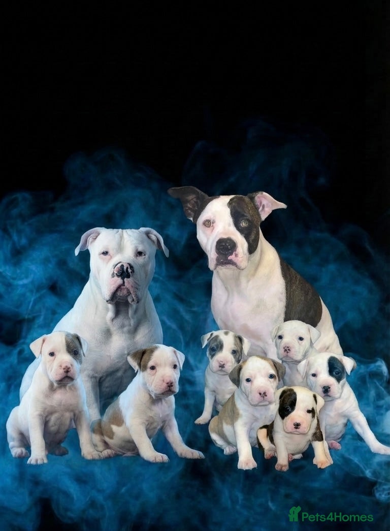 American Bulldog dogs American bull baby’s - Advert 1