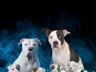American Bulldog dogs American bull baby’s - Advert 1
