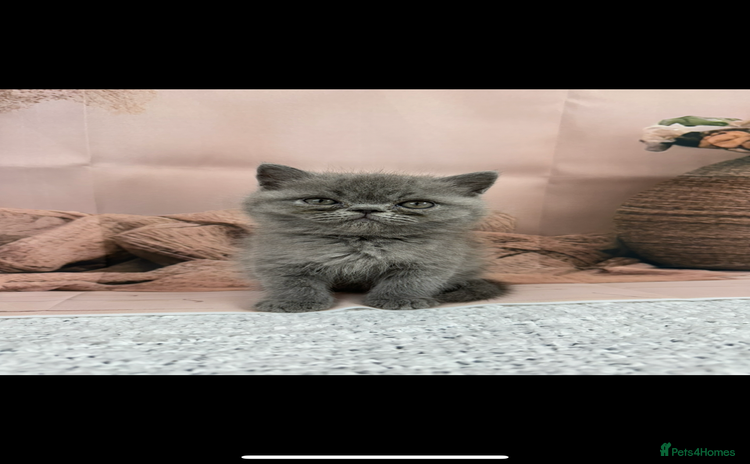 Exotic cats - Advert 1