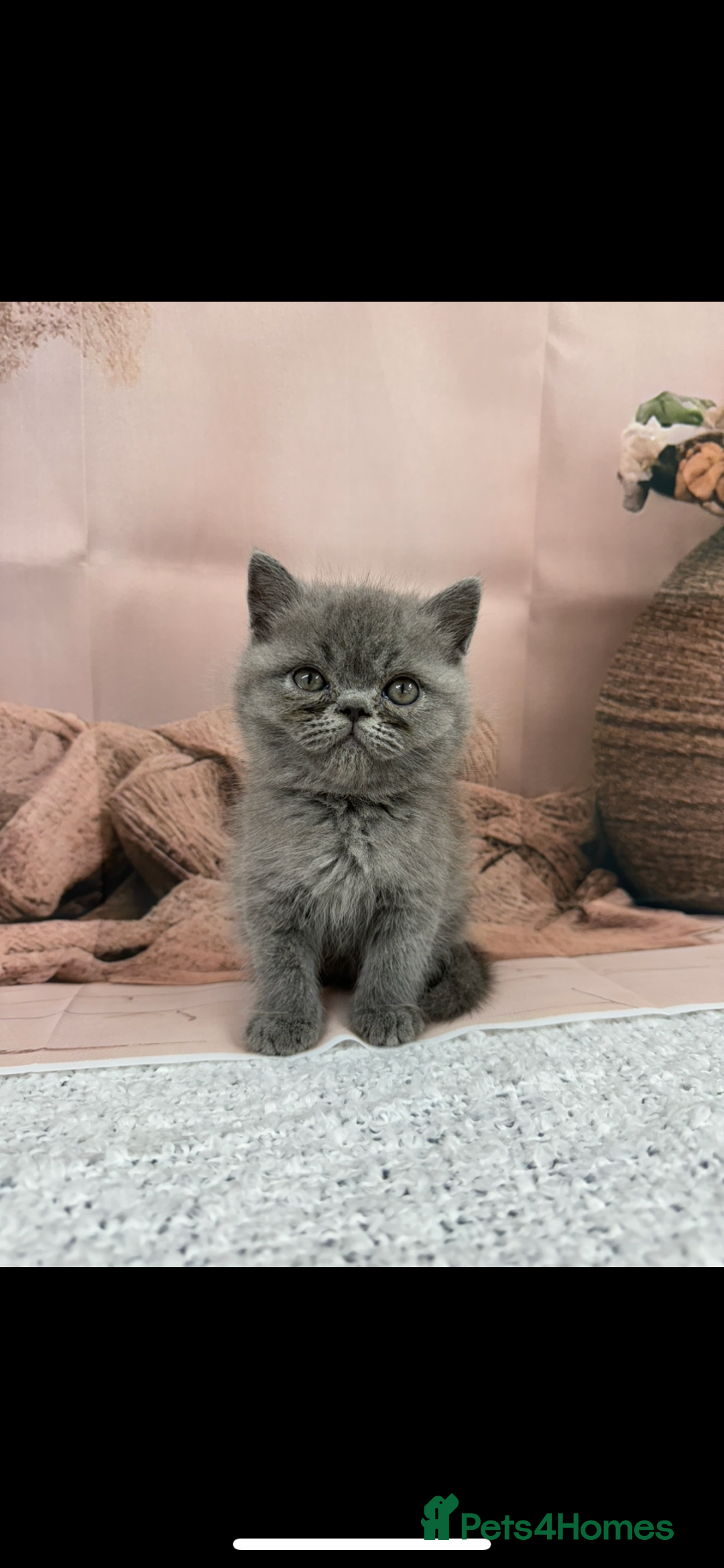 Exotic cats for sale: exotic  - Image 1