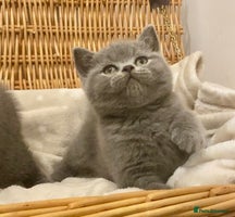 British Shorthair cats 🧸EXCEPTIONAL QUALITY PURE BREED BSH TEDDY BEARS🧸 - Advert 14