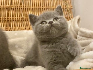 British Shorthair cats 🧸EXCEPTIONAL QUALITY PURE BREED BSH TEDDY BEARS🧸 - Advert 15