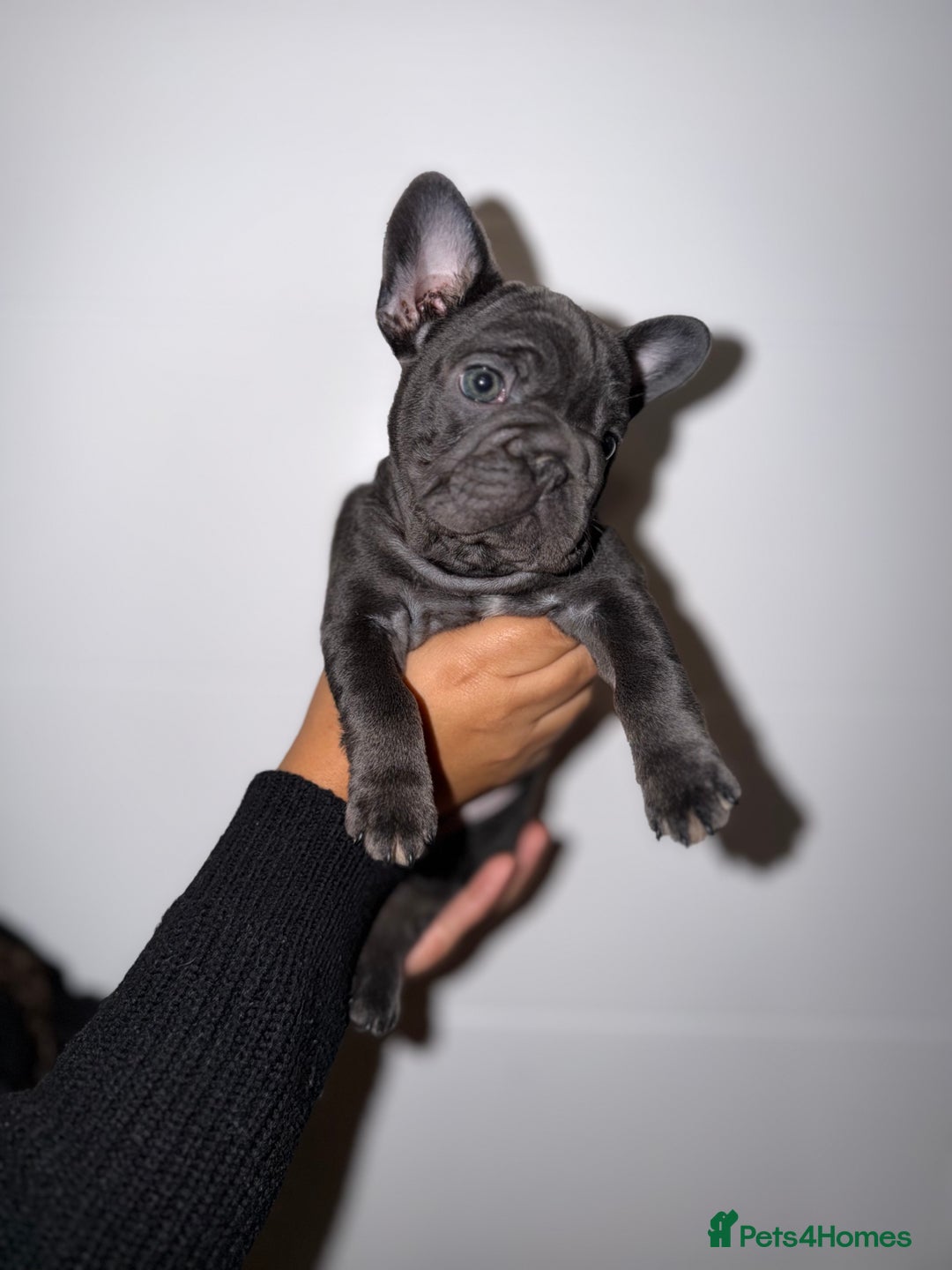 French Bulldog dogs for sale: FEMALE FRENCHIE AVAILABLE  - Advert 2