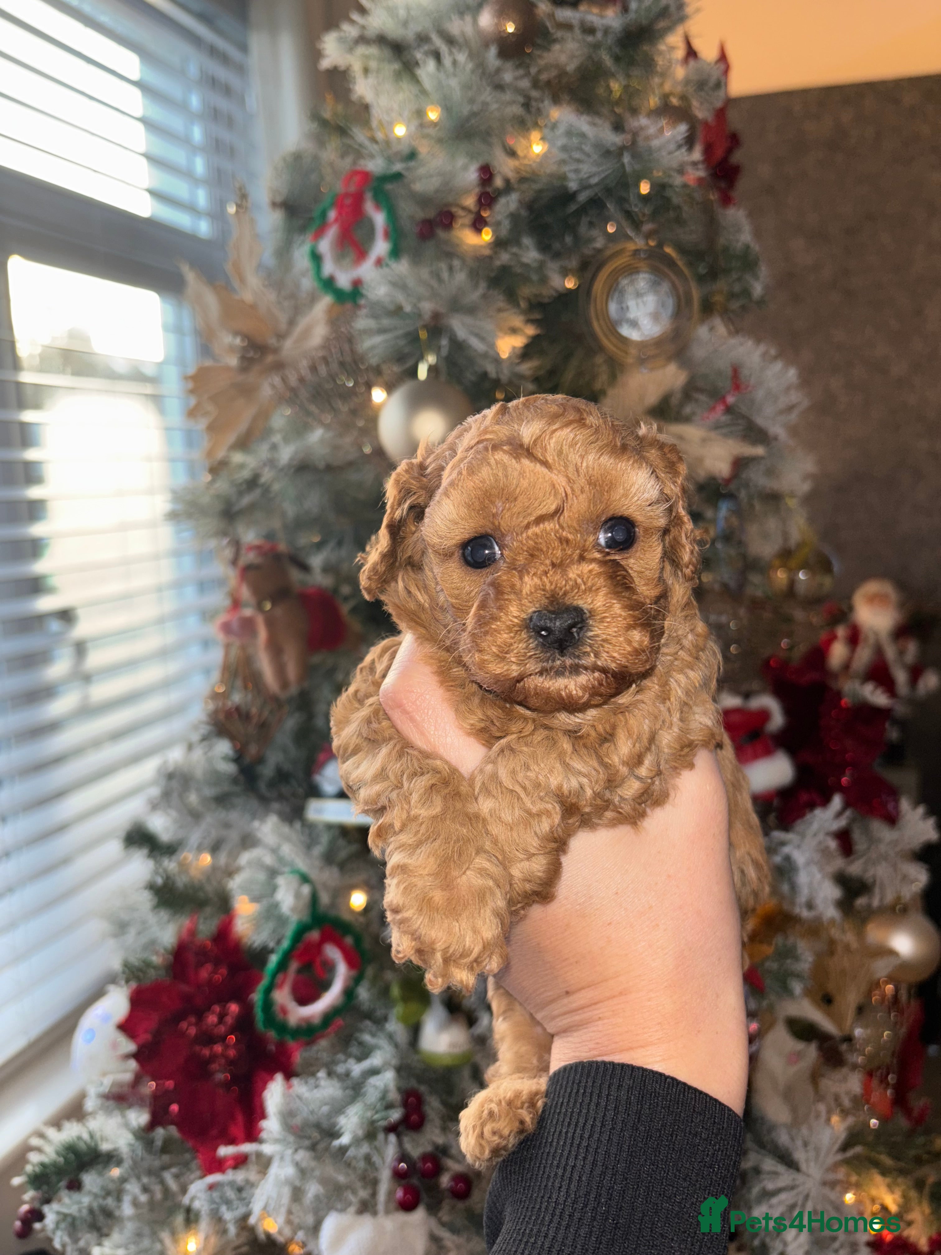 Cavapoo dogs Red Toy cavapoos  - Advert 13