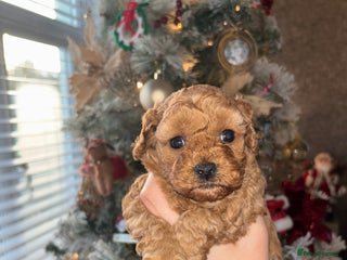 Cavapoo dogs Red Toy cavapoos - Advert 4