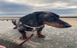 Miniature Dachshund dogs for sale: Miniature dachshund FEMALE  - Image 5