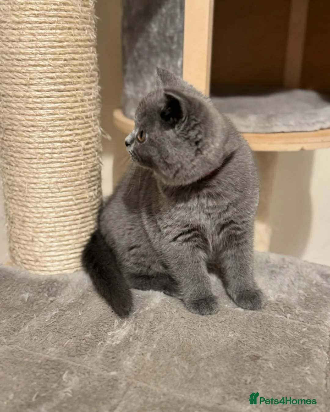 British Shorthair cats for sale: Adorable British Shorthair Kittens  - Advert 6