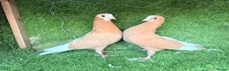 Pigeons birds for sale: Beautiful Vaccinated Pigeons – Quick Sale £20 - Advert 1