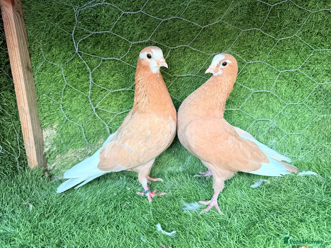 Pigeons birds for sale: Beautiful Vaccinated Pigeons – Quick Sale £20 - Advert 1