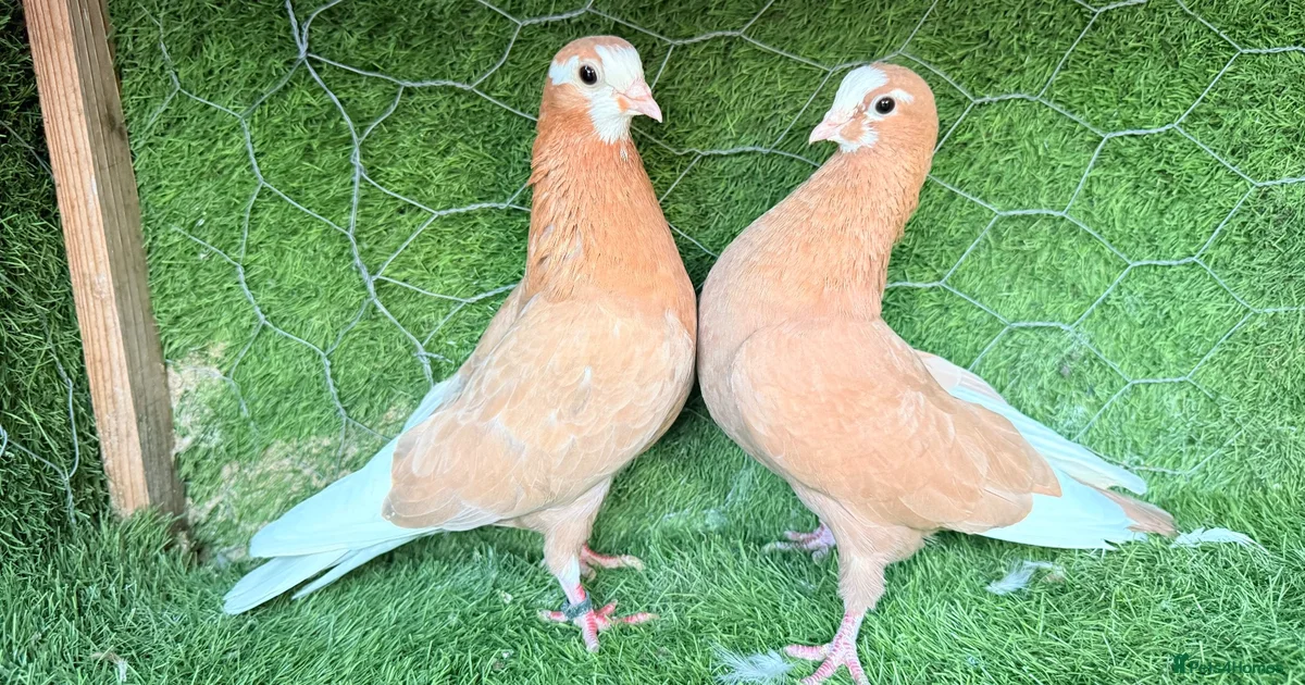 Pideon Max Pigeon for sale Birds for sale | Pets4Homes