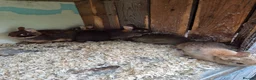 Netherland Dwarf rabbits for sale: 4 baby Netherland dwarf rabbits for sale £50 each  in Manchester - Advert 7