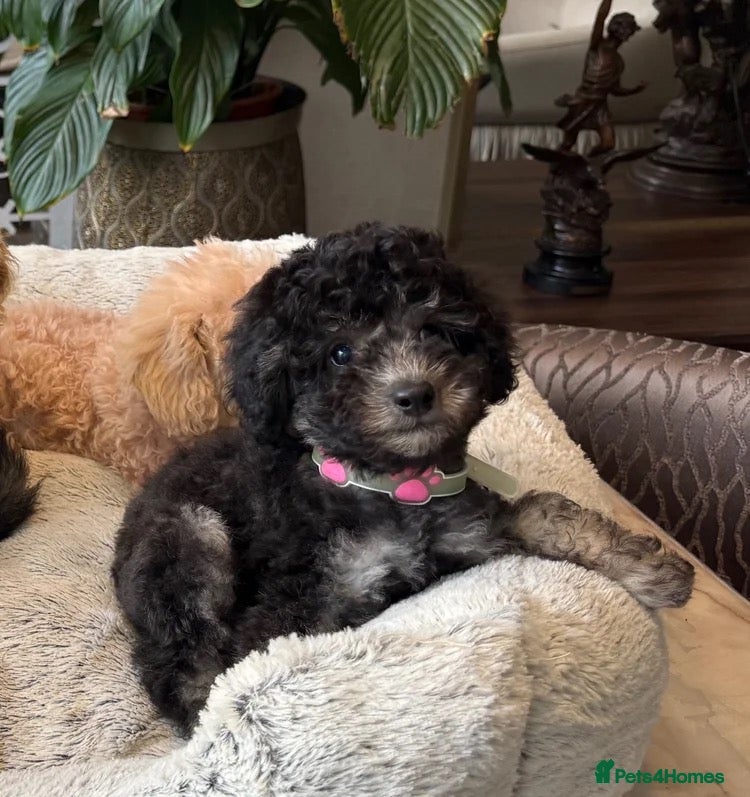 Toy Poodle dogs Last boy/ please read the description - Advert 1