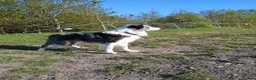 Border Collie dogs for stud: Stunning Blue Merle Border Collie for Stud - Advert 17