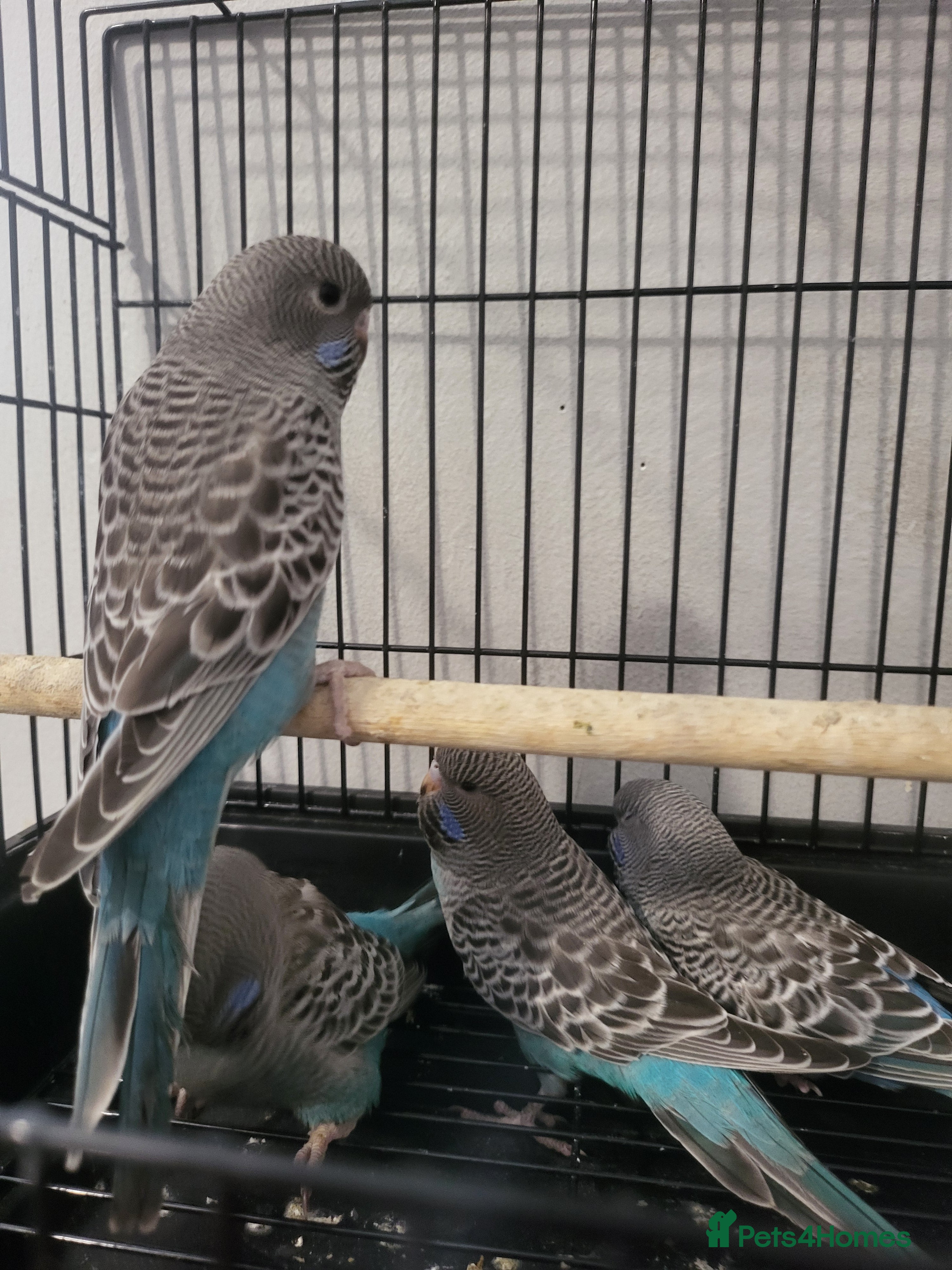 Budgerigars birds Blackface - Advert 8