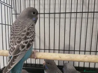 Budgerigars birds Blackface - Advert 8