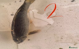 Koi Carp fish for sale: Mixture of Koi  - Image 5