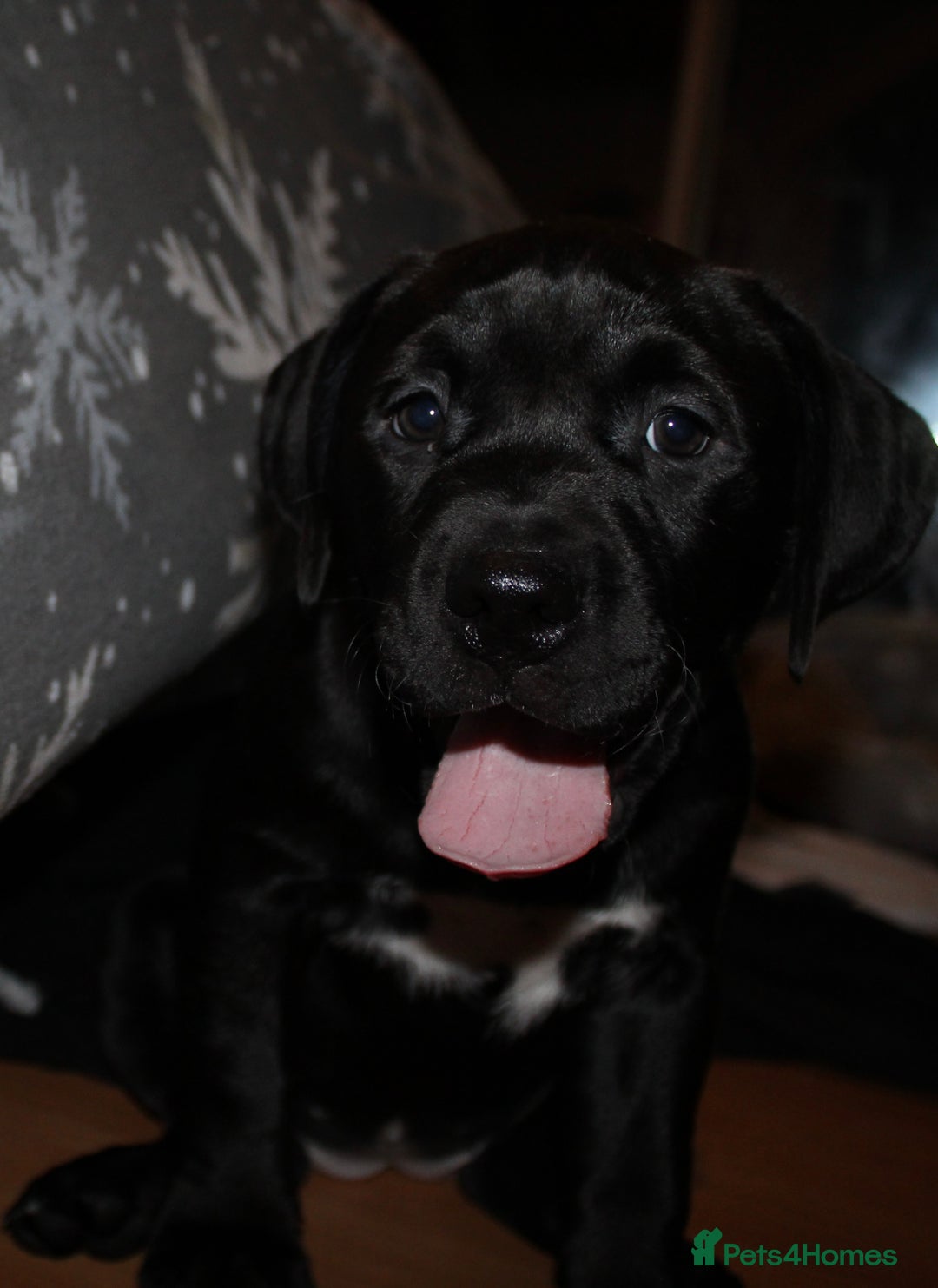 Mixed Breed dogs for sale: Labrador X pups 2 girls left !  - Advert 11
