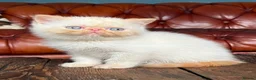 Exotic cats for sale: Last Remaining Colourpoint Exotic Boy - Advert 11