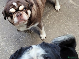 Pug dogs 2 kc registered Adult pugs - Advert 1