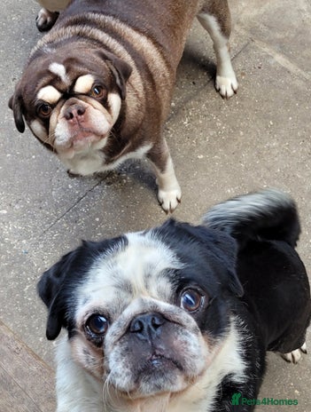 Pug dogs 2 kc registered Adult pugs - Advert 1