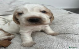 Cocker Spaniel dogs for sale: Beautiful Orange Roan/ Sable Puppies  - Image 5