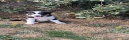 Border Collie dogs for sale: Beautiful Tri Border Collies looking for 5⭐️ homes - Advert 3