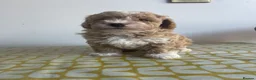 Maltipoo dogs for sale: F1b Maltipoo puppies for sale  in Christchurch - Advert 19