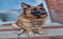 German Shepherd dogs for sale: German Shepherd Puppies - Image 6