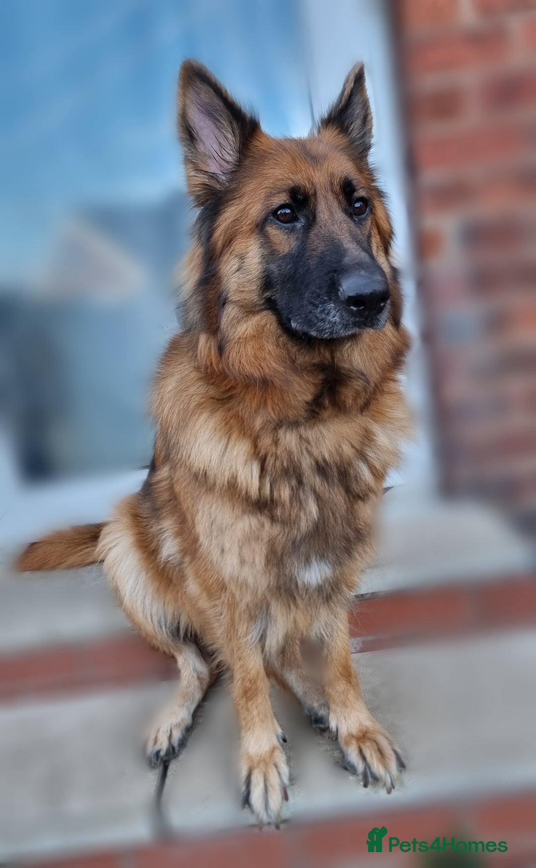 German Shepherd dogs for sale: German Shepherd Puppies - Image 6